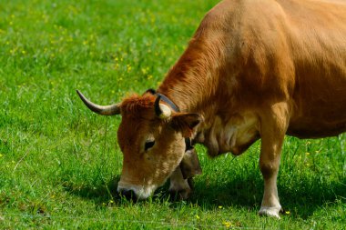 Kahverengi Asturian inekleri, yeşil çayır üzerinde küçük buzağıları olan sığırlar, Picos de Europe, Los Arenas, Asturias, İspanya, kapatın.