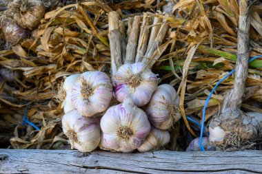 Yeni organik aromatik sarımsak hasadı küçük Piolenc köyü, Vaucluse, Provence, Fransa