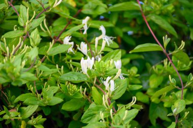 İlaç ve tırmanma bitkilerinin botanik koleksiyonu, Jasminum officinale, çiçek açan yasemin bitkisi.