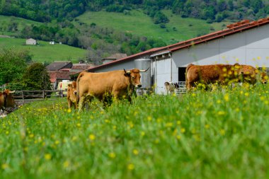 Kahverengi Asturian inekleri, yeşil çayır üzerinde küçük buzağıları olan sığırlar, Picos de Europe, Los Arenas, Asturias, İspanya, kapatın.