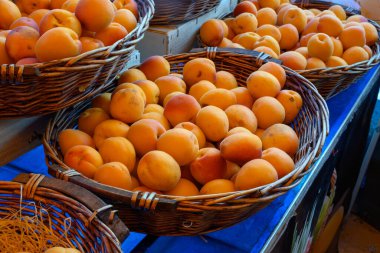 Fransa, Provence 'de taze olgun sarı-kırmızı kayısı hasadı meyveleri