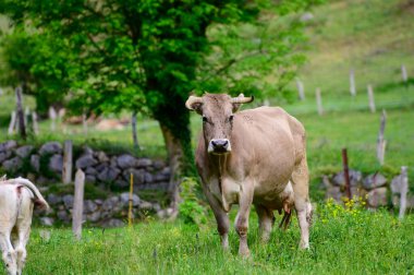 Kahverengi Cantabrian inekleri otluyor Liebana Vadisi, Cantabria, İspanya.