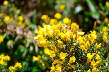 Ulex 'in sarı çiçekleri, genellikle gorse, furze ya da whin olarak bilinir, Fabaceae familyasından çiçek açan bitkiler cinsidir..