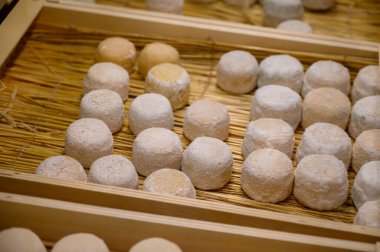 Peynir koleksiyonu, yumuşak keçi peyniri küflü Fransız peyniri Chavignol peyniri peynir tarlasında Sancerre yakınlarında üretiliyor.