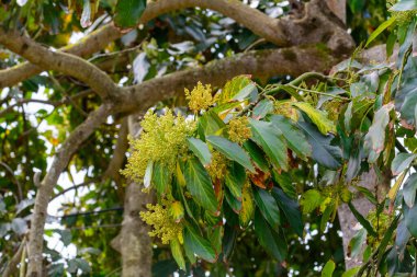 Nisan ayında İspanya 'nın kuzeyinde Asturias' taki çiftliklerde mevsimlik yeşil avokado ağaçları çiçek açar..