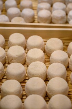 Peynir koleksiyonu, yumuşak keçi peyniri küflü Fransız peyniri Chavignol peyniri peynir tarlasında Sancerre yakınlarında üretiliyor.