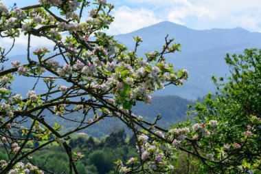 Asturias 'taki elma ağaçları, bahardaki beyaz elma ağaçları, Asturias' taki ünlü elma şarabı üretimi, Comarca de la Sidra bölgesi, İspanya.