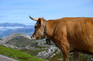 Kahverengi Asturian inekleri, inek sürüleri Avrupa dağlık yolundaki Picos de Europe, Los Arenas, Asturias, İspanya 'daki yeni otlaklara taşınır..