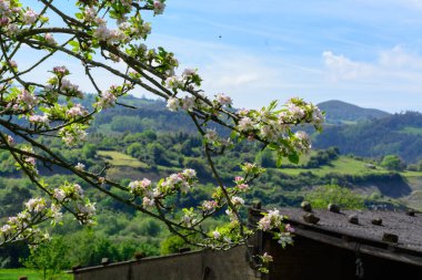 Asturias 'taki elma ağaçları, bahardaki beyaz elma ağaçları, Asturias' taki ünlü elma şarabı üretimi, Comarca de la Sidra bölgesi, İspanya.