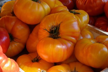 Tahta kutu içinde lezzetli sarı Fransız domatesleri var. Yaz mevsiminde Provence 'deki çiftçi pazarında. Yakın plan.