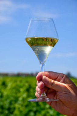 Pouilly-Fume cazibesinin üzüm bağlarından bir bardak beyaz şarap, Pouilly-sur-Loire, Burgundy, Fransa.