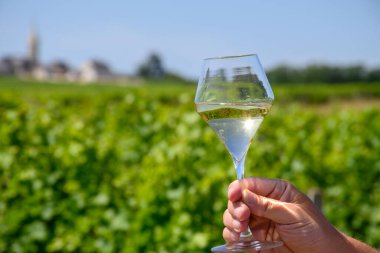 Pouilly-Fume cazibesinin üzüm bağlarından bir bardak beyaz şarap, Pouilly-sur-Loire, Burgundy, Fransa.