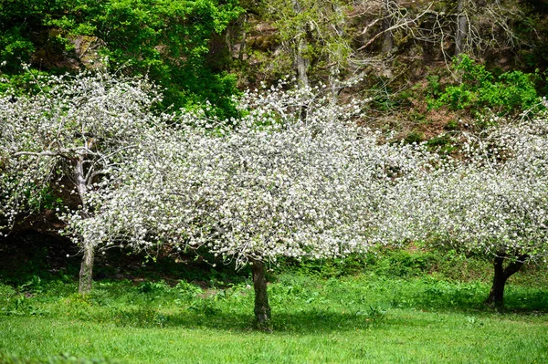 アストゥリアス州のリンゴの木の果樹園 リンゴの木の春の白い花 アストゥリアス州の有名なサイダーの生産 スペインのComarca Sidra地域 — ストック写真
