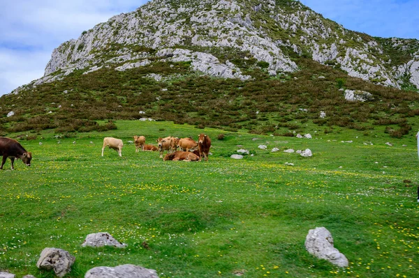 Vaches Asturiennes Brunes Pâturant Sur Les Lacs Covadonga Picos Europe — Photo