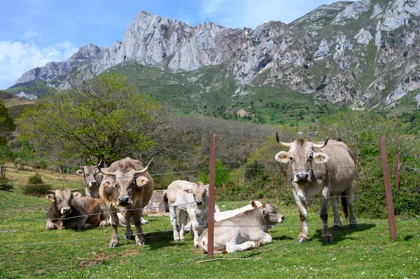 Vaches Cantabriennes Brunes Pâturant Dans Les Pâturages Vallée Liebana Cantabrie — Photo