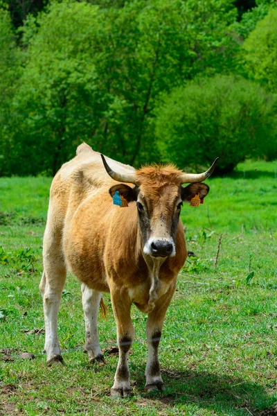 Vacas Asturianas Pardas Ganado Con Pequeños Terneros Pastizales Verdes Picos — Foto de Stock