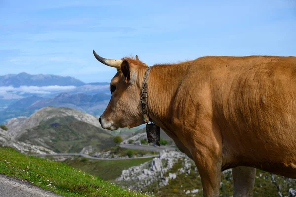 Vaches Asturiennes Brunes Troupeau Vaches Est Transporté Vers Nouveau Pâturage — Photo