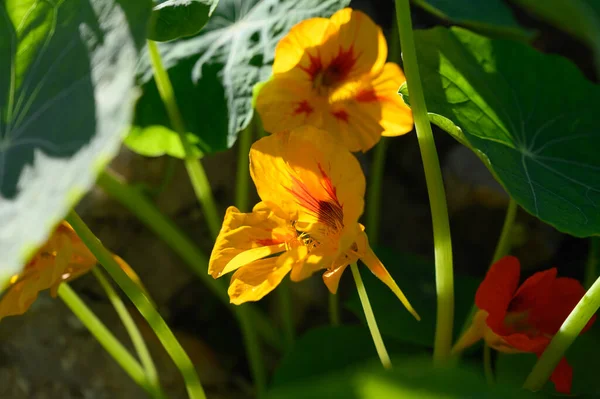 Léčivé Jedlé Okrasné Rostliny Zahrada Pomerančové Nasturtium Květu — Stock fotografie