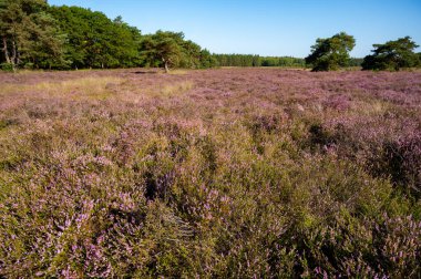 Doğa arka planı, Kuzey Brabant 'ın yeşil akciğeri, Hollanda, Eindhoven yakınlarındaki Malpie doğal koruma ormanında pembe fundalık çiçeği.