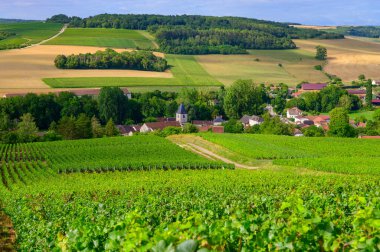 Urville 'de üzüm bağları olan tepeler, Cote des Bar' da şampanya bağları, Aube, Champange 'ın güneyi, Fransa