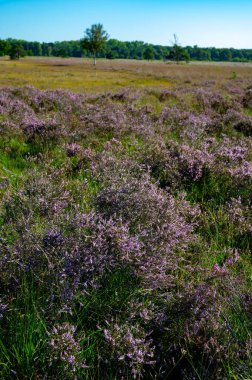 Doğa arka planı, Kuzey Brabant 'ın yeşil akciğeri, Hollanda, Eindhoven yakınlarındaki Malpie doğal koruma ormanında pembe fundalık çiçeği.