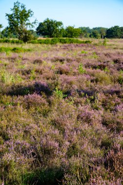 Doğa arka planı, Kuzey Brabant 'ın yeşil akciğeri, Hollanda, Eindhoven yakınlarındaki Malpie doğal koruma ormanında pembe fundalık çiçeği.