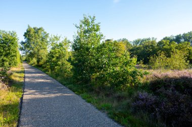 Orman bisikleti yolu gün ışığında. Kuzey Brabant, Hollanda yakınlarındaki Doğa Koruma Alanı De Malpie 'de güneşli bir yaz sabahı. Avrupa 'daki doğa manzaraları. Orman gölündeki ağaçların yansıması.