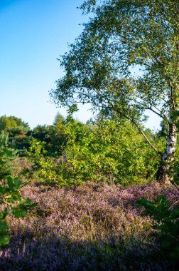 Doğa arka planı, Kuzey Brabant 'ın yeşil akciğeri, Hollanda, Eindhoven yakınlarındaki Malpie doğal koruma ormanında pembe fundalık çiçeği.