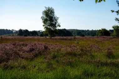 Doğa arka planı, Kuzey Brabant 'ın yeşil akciğeri, Hollanda, Eindhoven yakınlarındaki Malpie doğal koruma ormanında pembe fundalık çiçeği.