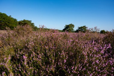 Doğa arka planı, Kuzey Brabant 'ın yeşil akciğeri, Hollanda, Eindhoven yakınlarındaki Malpie doğal koruma ormanında pembe fundalık çiçeği.