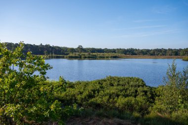 Hollanda, Eindhoven yakınlarındaki Doğa Koruma Alanı De Malpie 'de güneşli bir yaz sabahı orman ve göller. Avrupa 'da doğa manzaraları.