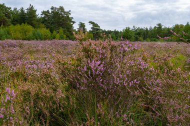 Doğa arka planı, Kuzey Brabant 'ın yeşil akciğeri, Ağustos' ta Hollanda 'da Kempen ormanlarında pembe fundalık çiçeği.