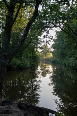 Kuzey Brabant, Hollanda yakınlarındaki Doğa Koruma Alanı De Malpie 'de güneşli bir yaz sabahı. Avrupa 'daki doğa manzaraları. Orman gölündeki ağaçların yansıması.