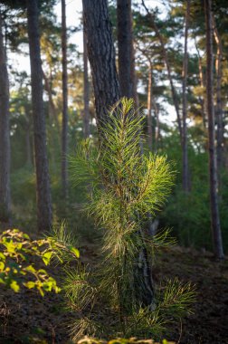 Gün ışığında genç bir çam ağacı. Kuzey Brabant, Hollanda yakınlarındaki Doğa Koruma Alanı De Malpie 'de güneşli bir yaz sabahı. Avrupa 'daki doğa manzaraları. Orman gölündeki ağaçların yansıması.