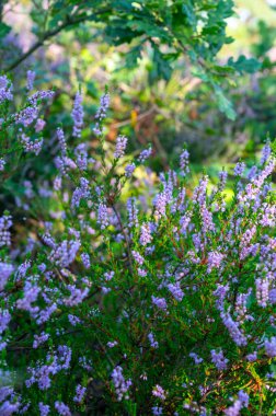 Doğa arka planı, Kuzey Brabant 'ın yeşil akciğeri, Hollanda, Eindhoven yakınlarındaki Malpie doğal koruma ormanında pembe fundalık çiçeği.