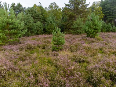 Doğa arka planı, Kuzey Brabant 'ın yeşil akciğeri, Ağustos' ta Hollanda 'da Kempen ormanlarında pembe fundalık çiçeği.