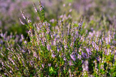 Doğa arka planı, Kuzey Brabant 'ın yeşil akciğeri, Hollanda, Eindhoven yakınlarındaki Malpie doğal koruma ormanında pembe fundalık çiçeği.