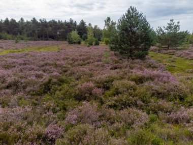 Doğa arka planı, Kuzey Brabant 'ın yeşil akciğeri, Ağustos' ta Hollanda 'da Kempen ormanlarında pembe fundalık çiçeği.