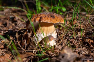 Lezzetli mantarların kralı, ormanda yetişen genç boletus edulis porcini cepi.