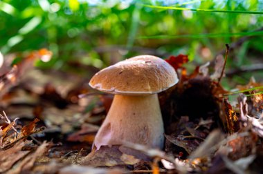 Lezzetli mantarların kralı, ormanda yetişen genç boletus edulis porcini cepi.