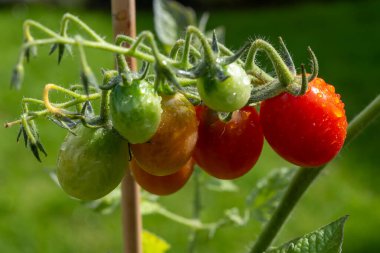 Uzun kırmızı İtalyan datterini pomodori domatesleri bahçede yetişir, passata, makarna ve salata için kullanılır.