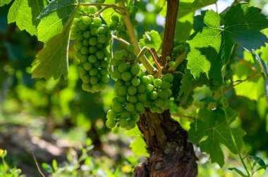 Fransa 'nın Champange bölgesinin güneyinde, Aube, Cote des Bar' daki şampanya bağlarında yükselen yeşil üzümler.