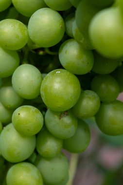 Riesling beyaz şarap üzümleri Almanya 'daki tepe üzüm bağında yetişiyor, olgunlaşmamış üzümler kapanıyor.