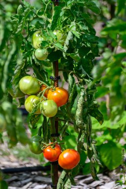 Bahçede bir sürü olgun organik domatesli domates sarmaşığı.