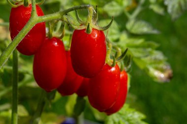 Uzun kırmızı İtalyan datterini pomodori domatesleri bahçede yetişir, passata, makarna ve salata için kullanılır.