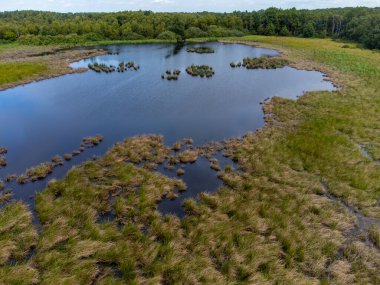 Doğa arka planı, Kuzey Brabant 'ın yeşil akciğeri, Ağustos' ta Kempen ormanında çim gölü, Hollanda hava manzarası