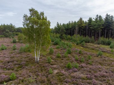 Doğa arka planı, Kuzey Brabant 'ın yeşil akciğeri, Ağustos' ta Hollanda 'da Kempen ormanlarında pembe fundalık çiçeği.