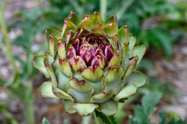 Çiçekteki yenilebilir enginar bitkisinin başı. Bahçeye yakın.