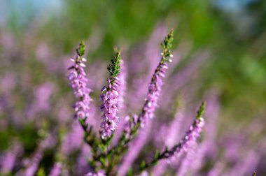 Doğa arka planı, Kuzey Brabant 'ın yeşil akciğeri, Hollanda, Eindhoven yakınlarındaki Malpie doğal koruma ormanında pembe fundalık çiçeği.