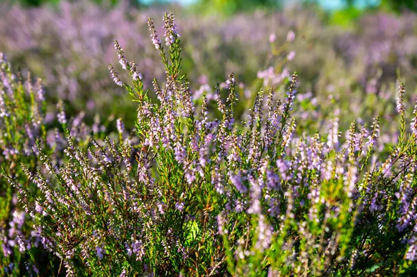Sfondo Naturale Polmone Verde Del Brabante Settentrionale Fiore Rosa Piante — Foto Stock